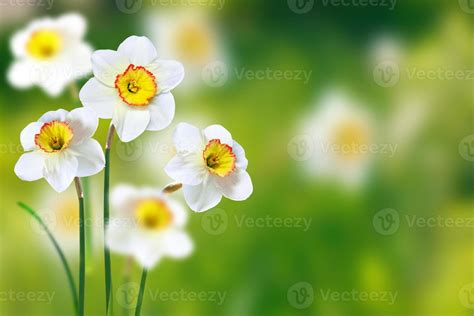 Spring flowers of daffodils. 9962165 Stock Photo at Vecteezy