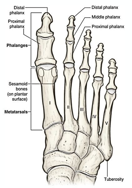 Metatarsal Bones | Earth's Lab