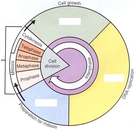 Eukaryotic Cell Cycle and Mitosis | Quiz