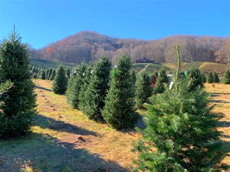 10 Best Christmas Tree Farms Near Asheville (for 2024) - Wanderful World of Travel