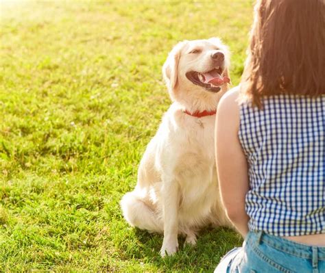 Golden retriever training Stock Photos, Royalty Free Golden retriever ...