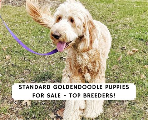 Standard Goldendoodle Puppies for Sale - Top 7 Breeders! (2024) - We ...