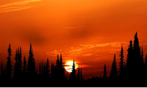 2048x1152 Sunset Orange Forest 4k Wallpaper,2048x1152 Resolution HD 4k Wallpapers,Images ...