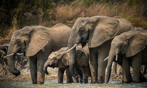 Kafue: Zambian Wildlife Safaris in Winter - Blog | Green Safaris