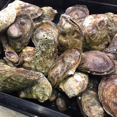 Fresh Blue Point Oysters - Seafoods of the World | Fresh Fish Market ...