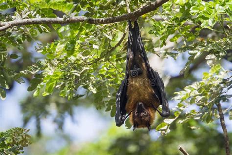 Indian Flying-fox in Tissamaharma, Sri Lanka Stock Photo - Image of frugivorous, national: 60126898