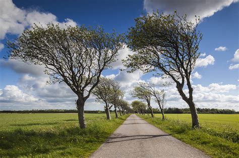 The Secret Messages of Swaying Trees - WSJ