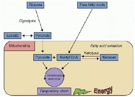 Metabolic Encephalopathies in Children | Anesthesia Key