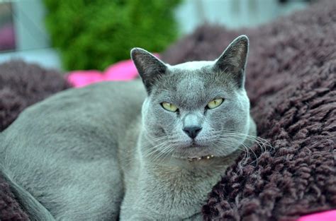 Alvin the lilac burmese kitten | Burmese kittens, Beautiful cats, Cat ...