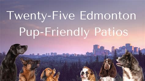 25 Edmonton Pup-Friendly Patios - Dog Jogs