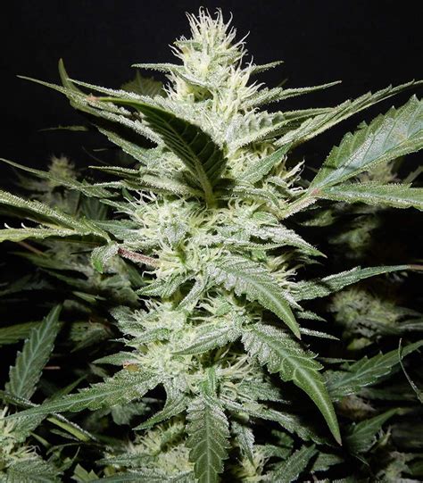 Stardawg Seeds Autoflower - AskGrowers