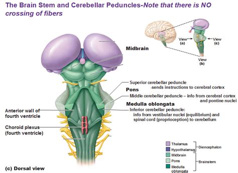 CNS: Intro to Brain and Ventricles, Medulla Oblongata, Pons, Mid-Brain and Cerebellum