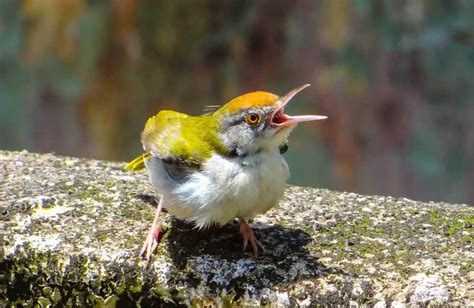 How to Get Birds to Stop Chirping at Night - Animal Kooky