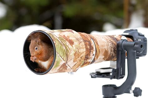 Literal Wildlife Photographers: 19 Photos of Animals Getting Cozy with Camera Gear - 500px