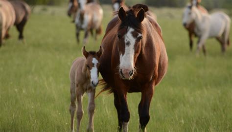 Breeding & Genetic Inheritance – CTS Courses