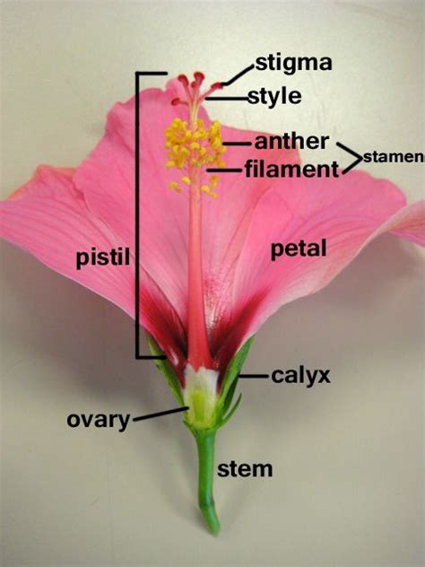 Partes de la flor- hibiscus | Educación | Partes de la flor, Ciencia para niños y Biología