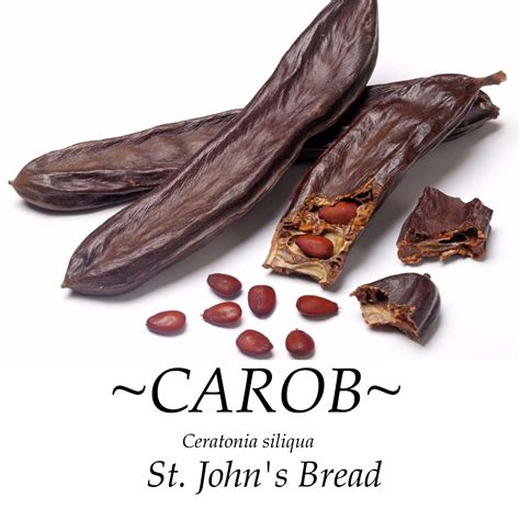 Polynesian Produce Stand : ~CAROB~ Ceratonia siliqua Rare Fruit Tree St Johns Bread LIVE Potd ...