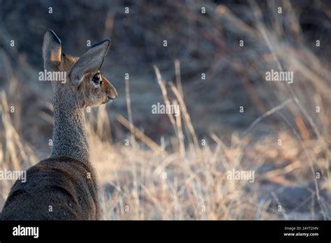 A Kirk's dik-dik (Madoqua kirkii) is looking for predators in Samburu National Reserve in Kenya ...