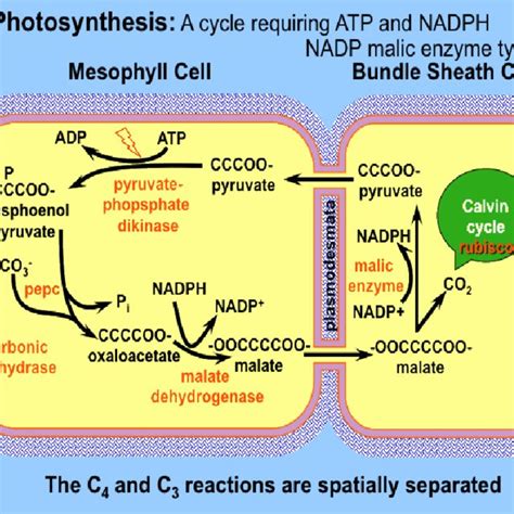 (PDF) Carbonic Anhydrase: Mechanism, Structure and Importance in Higher Plants