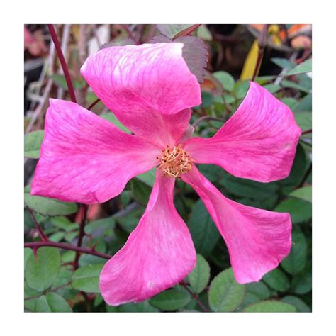 Rosa chinensis (mutabilis) - Zone 7 Plants - Forestfarm.com