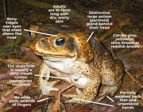 Egg hatching Cane toad eggs will hatch in 24-72 hours. | Frog, Toad, Burrowing frog