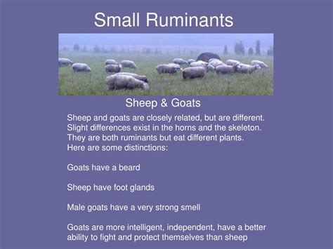 PPT - Small Ruminants PowerPoint Presentation, free download - ID:1390263