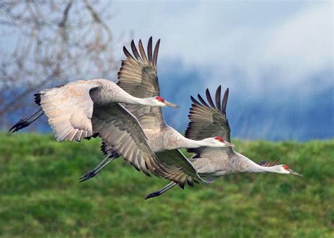 Sandhill Crane | Audubon California