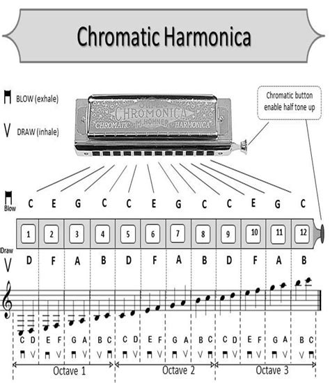 C Chromatic Harmonica Notes