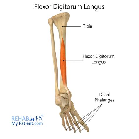 albay yapacağım Dekoratif m flexor digitorum longus hayran Kayak yapma ...