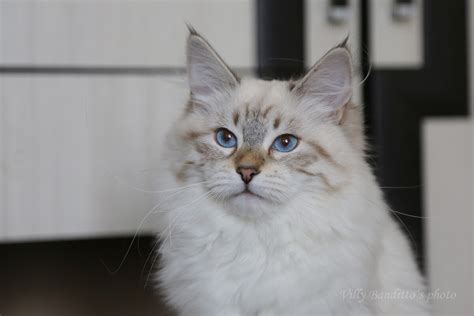 Neva masquerade kittens for sale | IZ TVERSKOGO KNYAZHESTVA and LYUMUR