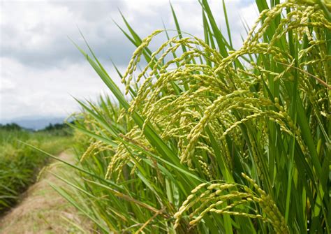 Researchers Find Flag Leaves Top Off Rice Photosynthetic Performance- Crop Biotech Update ...