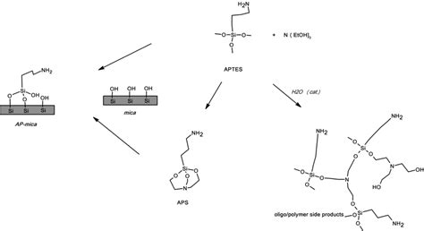 APS compound is formed during reaction of... | Download Scientific Diagram