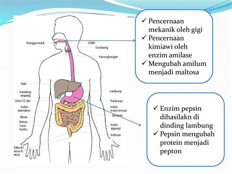 Enzim Pepsin Berfungsi – Studyhelp