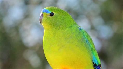 Dr Eric Woehler: Orange bellied parrot breeding program is working ...