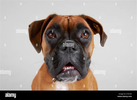 Boxer dog teeth hi-res stock photography and images - Alamy