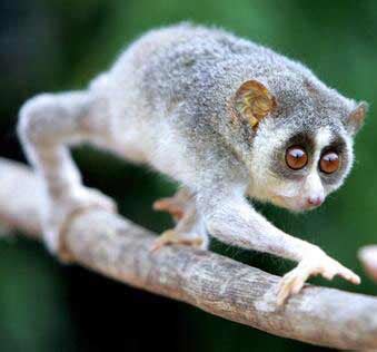 Loris - Slow and Slender, They Like Gum | Animal Pictures and Facts | FactZoo.com