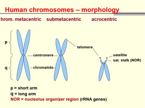 136 Chromosomal basis of heredity Flashcards | Quizlet