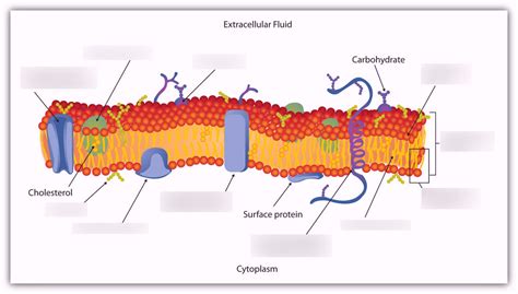 phospholipid bilayer Diagram | Quizlet