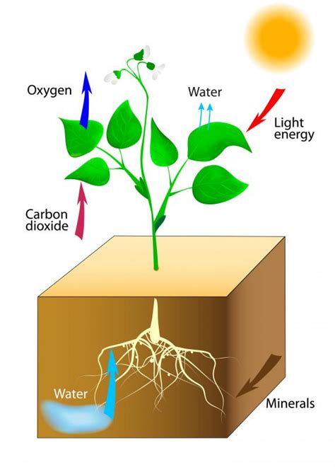 What Is the Importance of Chlorophyll for Photosynthesis?