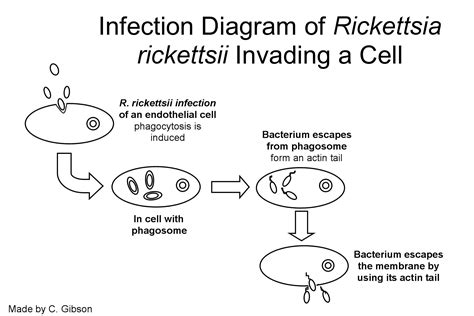 Rickettsia rickettsii