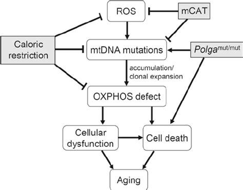 1 Mitochondrial role in the aging process. There is increasing amount ...