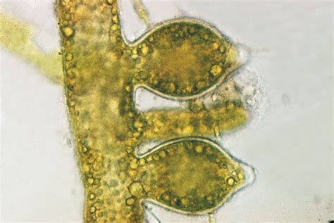 Algae - Reproduction, Life Cycles, Adaptations | Britannica