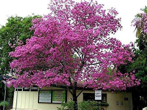 Buy Green Paradise Live Beautiful Pink Trumpet Tabebuia rosea Tree sing ...