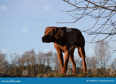 Rhodesian ridgeback stock image. Image of forest, lion - 57965929