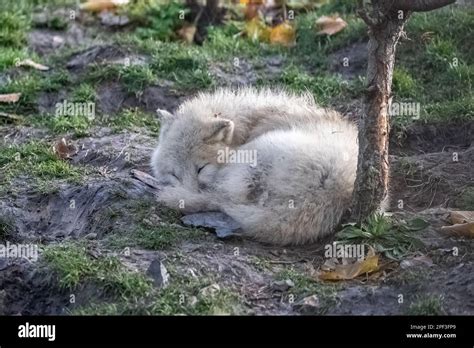 A baby white wolf sleeping on the ground, portrait Stock Photo - Alamy