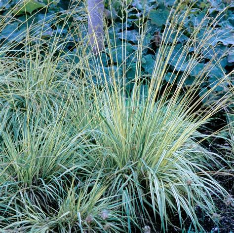 Molinia caerulea 'Variegata' from NVK Nurseries