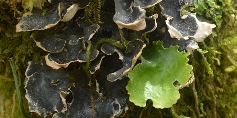 One Fungus - Two Lichens - Field Museum