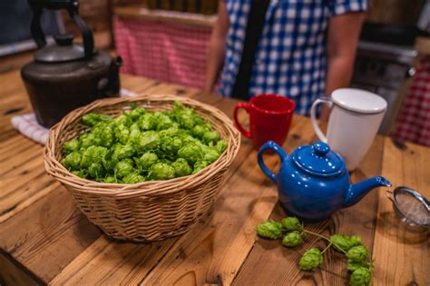 Hop Tea + Medicinal Benefits of Hops — Homesteading Family