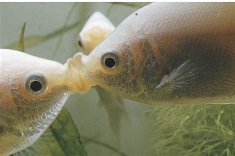 Kissing Gourami Essentials: Care, Tank Setup, Water Chemistry, And Breeding