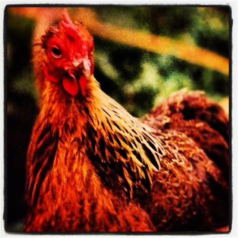 Chook chook ....chook | Style, Animals, My style